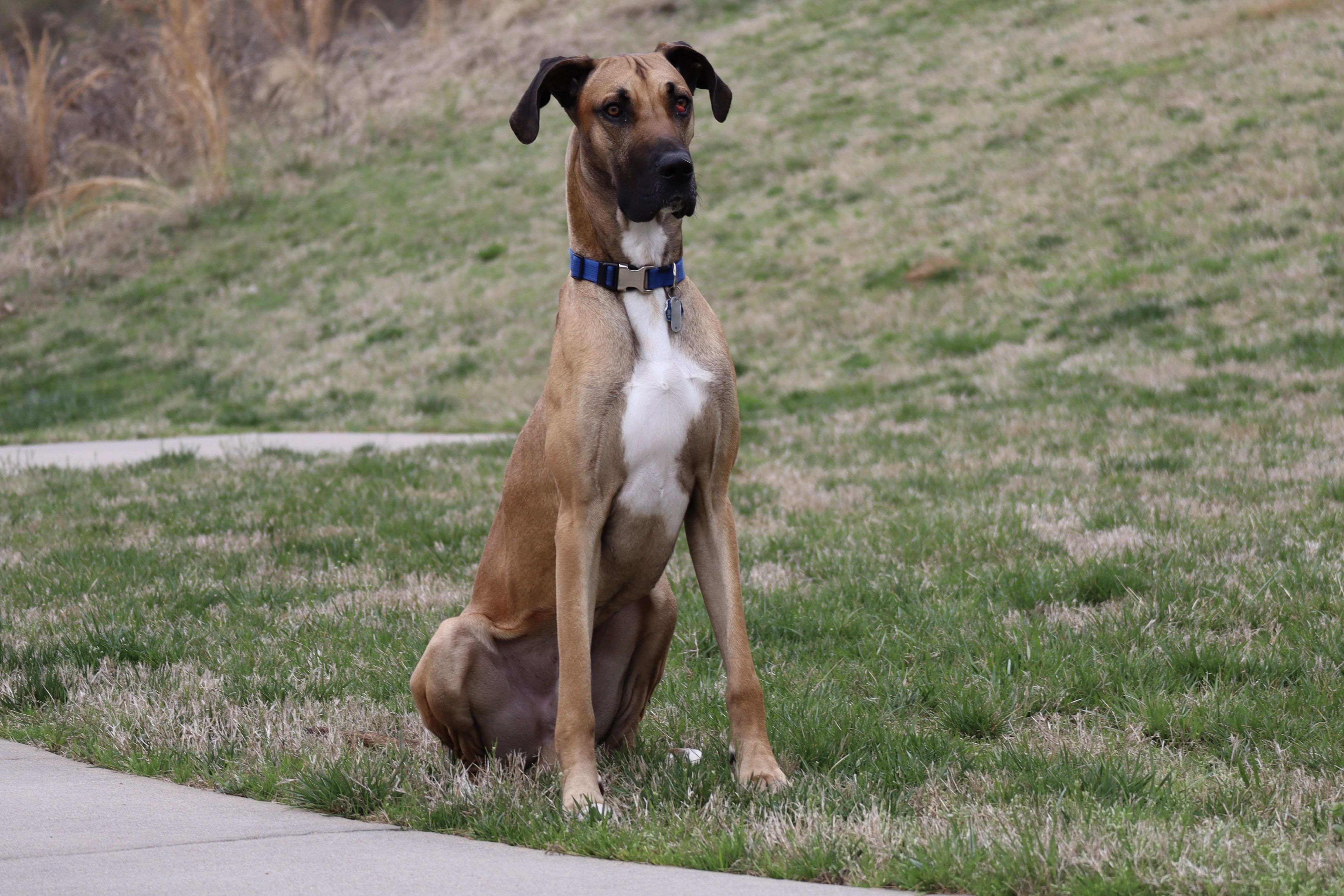 Great Dane